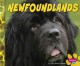 Go to record Newfoundlands
