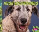 Go to record Irish wolfhounds