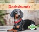 Go to record Dachshunds
