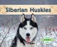 Go to record Siberian huskies